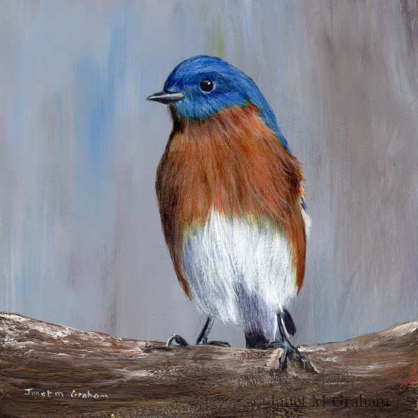Janet M Graham's Painting Blog: Eastern Bluebird in acrylics