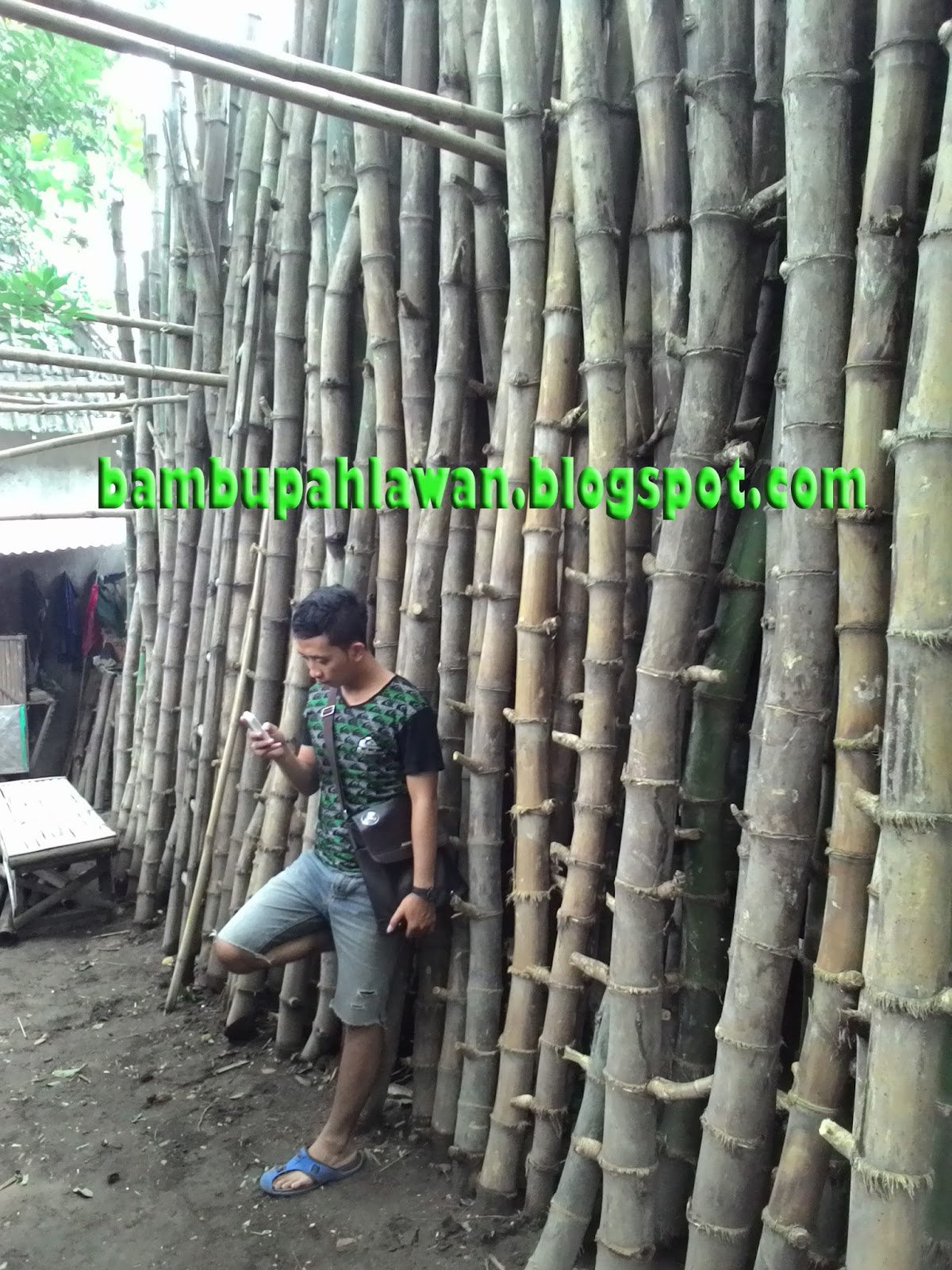 bambu pahlawan bambu bongkotan bambu pahlawan bambu bongkotan