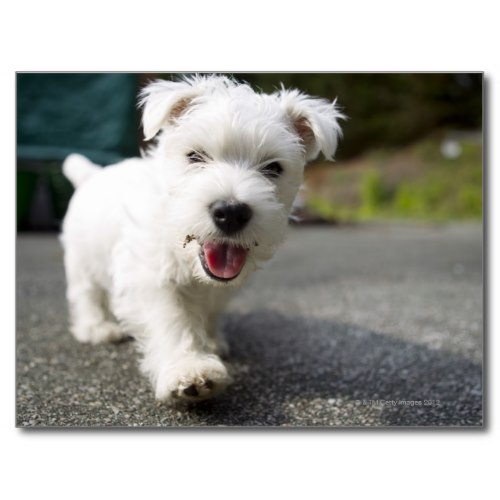 i Smiled You: A Cutie Pie West Highland Terrier | Photo Postcard