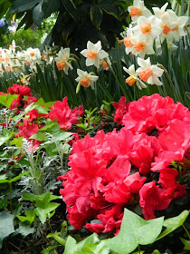 Allan Gardens Conservatory Spring Flower Show 2014 red azalea Pink Charm daffodils