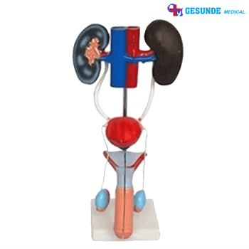 Jual Torso Alat Reproduksi Pria GM-X331 Torso Alat Reproduksi Pria GM-X331