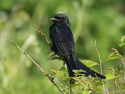 drongo bird birds dicrurus crow tail forked animal flying latest king animals common telephone india indian prey visit aggressive newlin