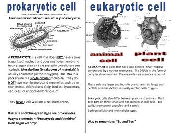 Printables Prokaryotes Vs Eukaryotes Worksheet prokaryotic and eukaryotic cells worksheet davezan bloggakuten