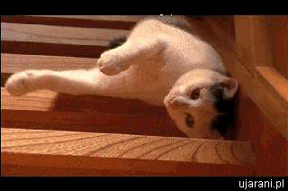 Funny cats - part 235, cat gifs, funny cat gifs, best cat gifs