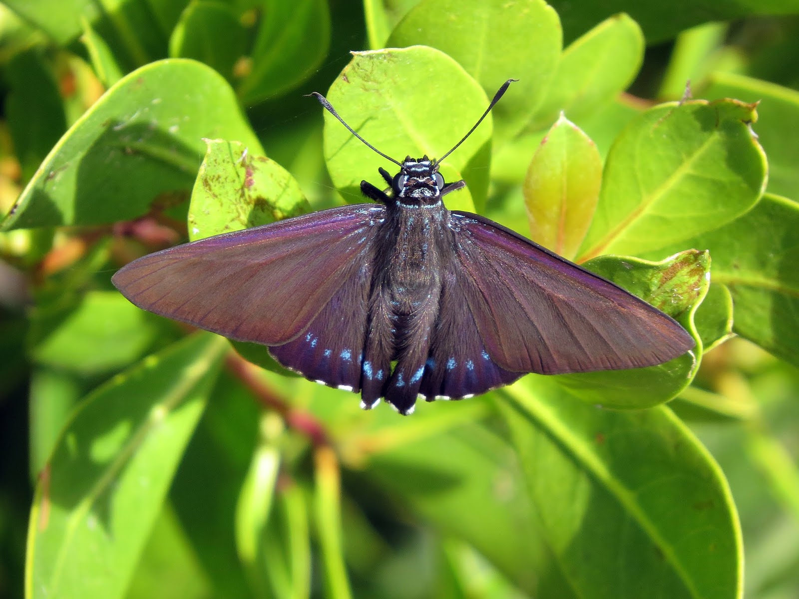 MICHIGAN BUTTERFLIES AND SKIPPERS