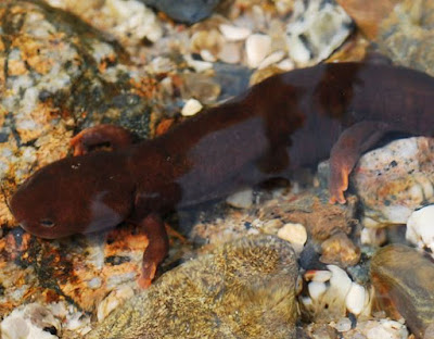 Pachytriton_wuguanfui-novataxa_2016-Yuan