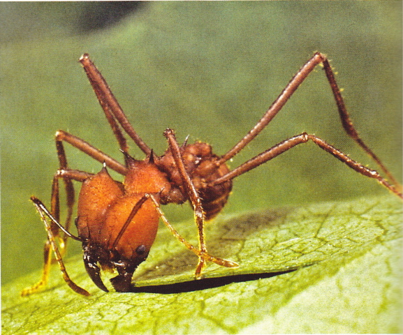 Wuthering Expectations: I for one welcome our new insect overlords.