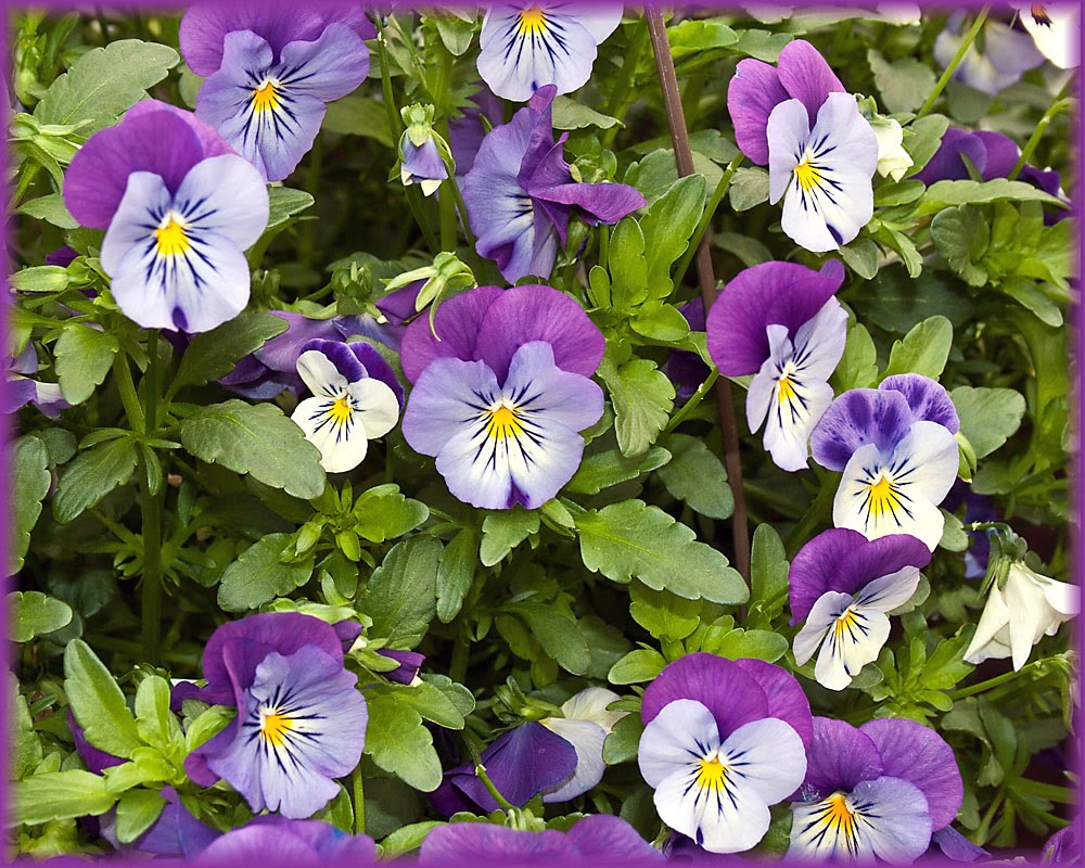 Johnson�s Farm Produce It�s time to plant the pansies!