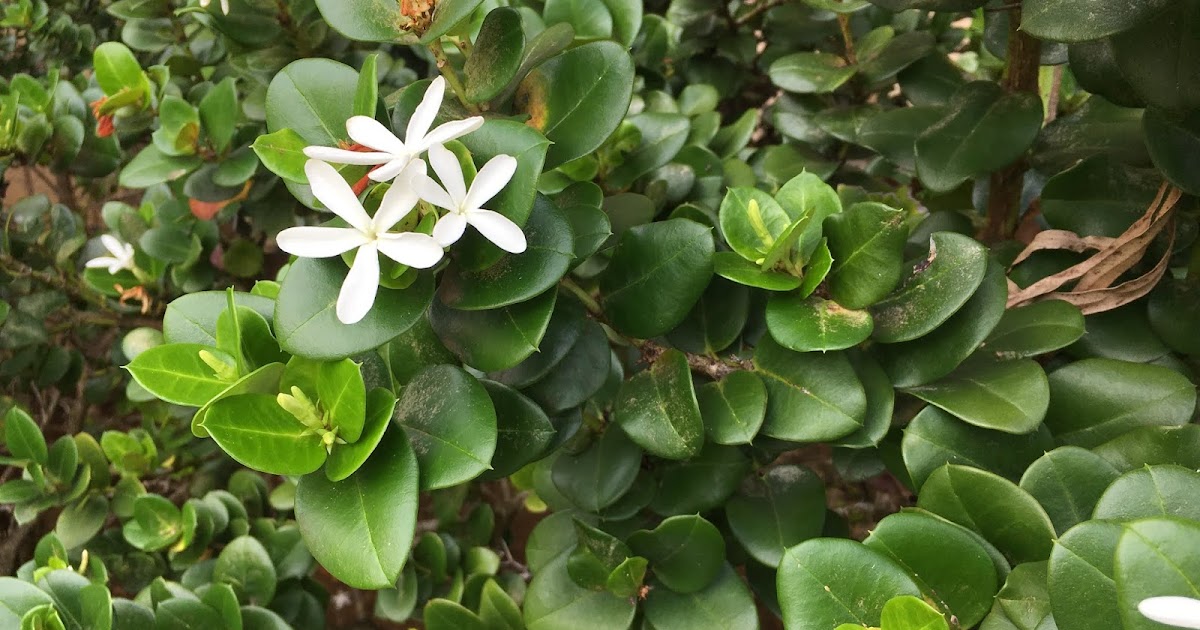 Carissa macrocarpa (Natal Plum)
