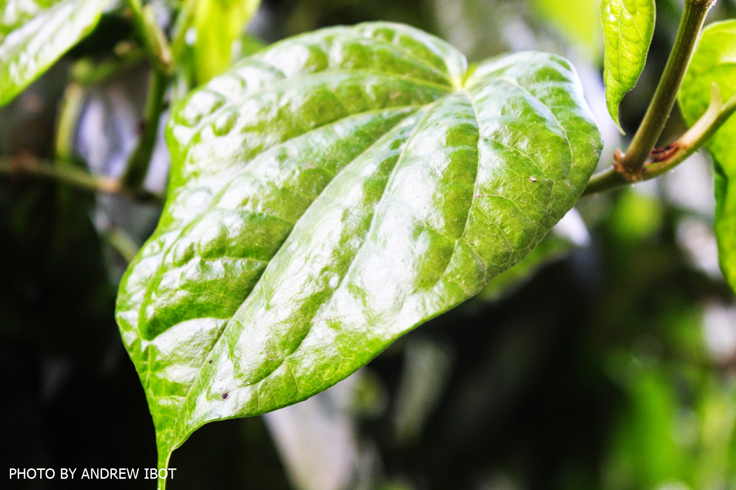 Ako si ANDREW IBOT! Home Remedies for Body Odor