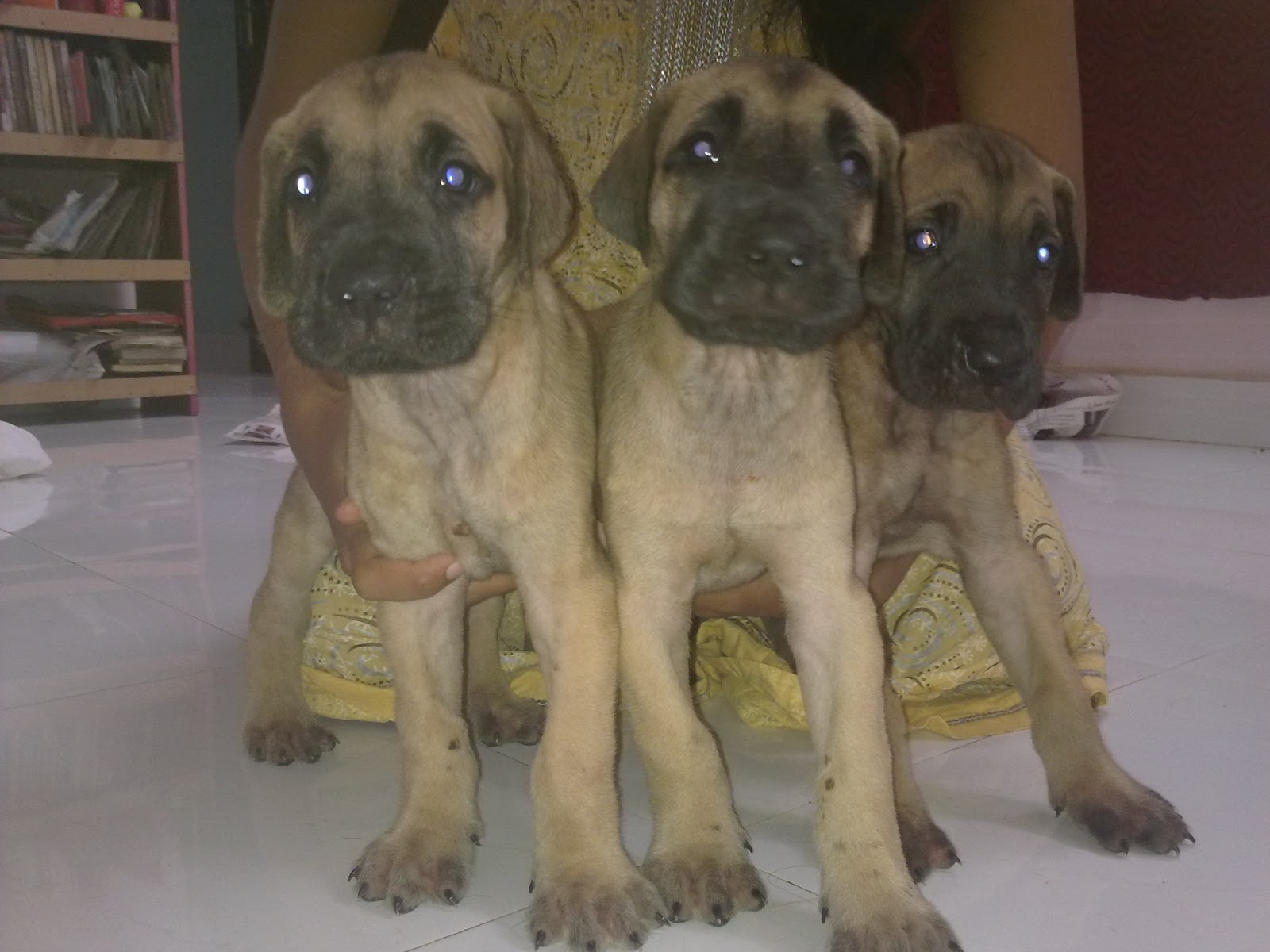 great dane puppies great dane puppies sale in chennai