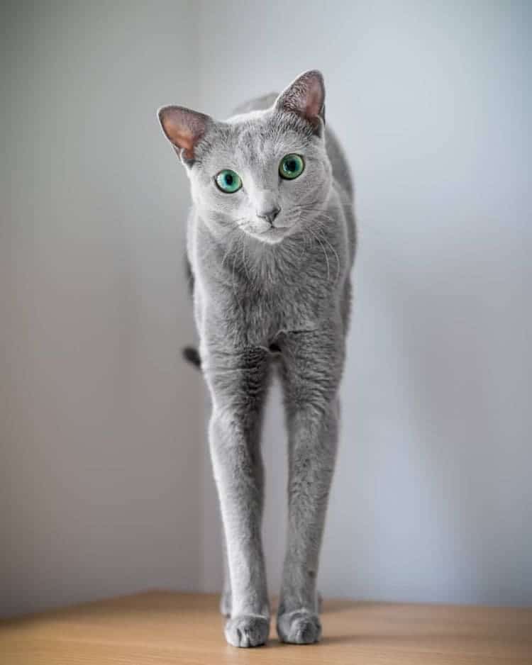 Stunning Pictures Of Silver Cat Sisters With Gorgeous Green Eyes Stunning Pictures Of Silver Cat Sisters With Gorgeous Green Eyes