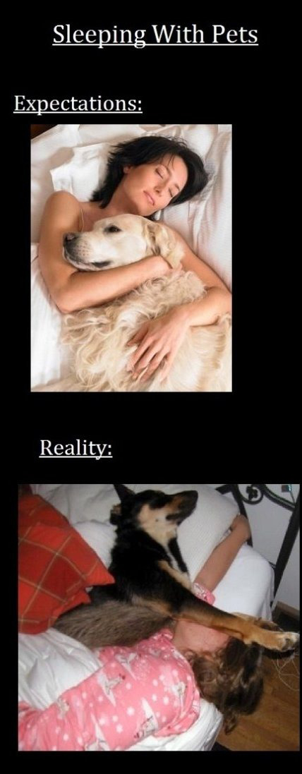 Sleeping With Pets - Expectations vs Reality
