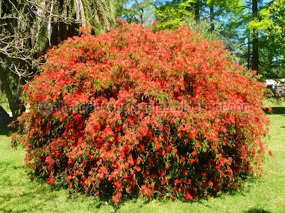 Calliandra tweedii