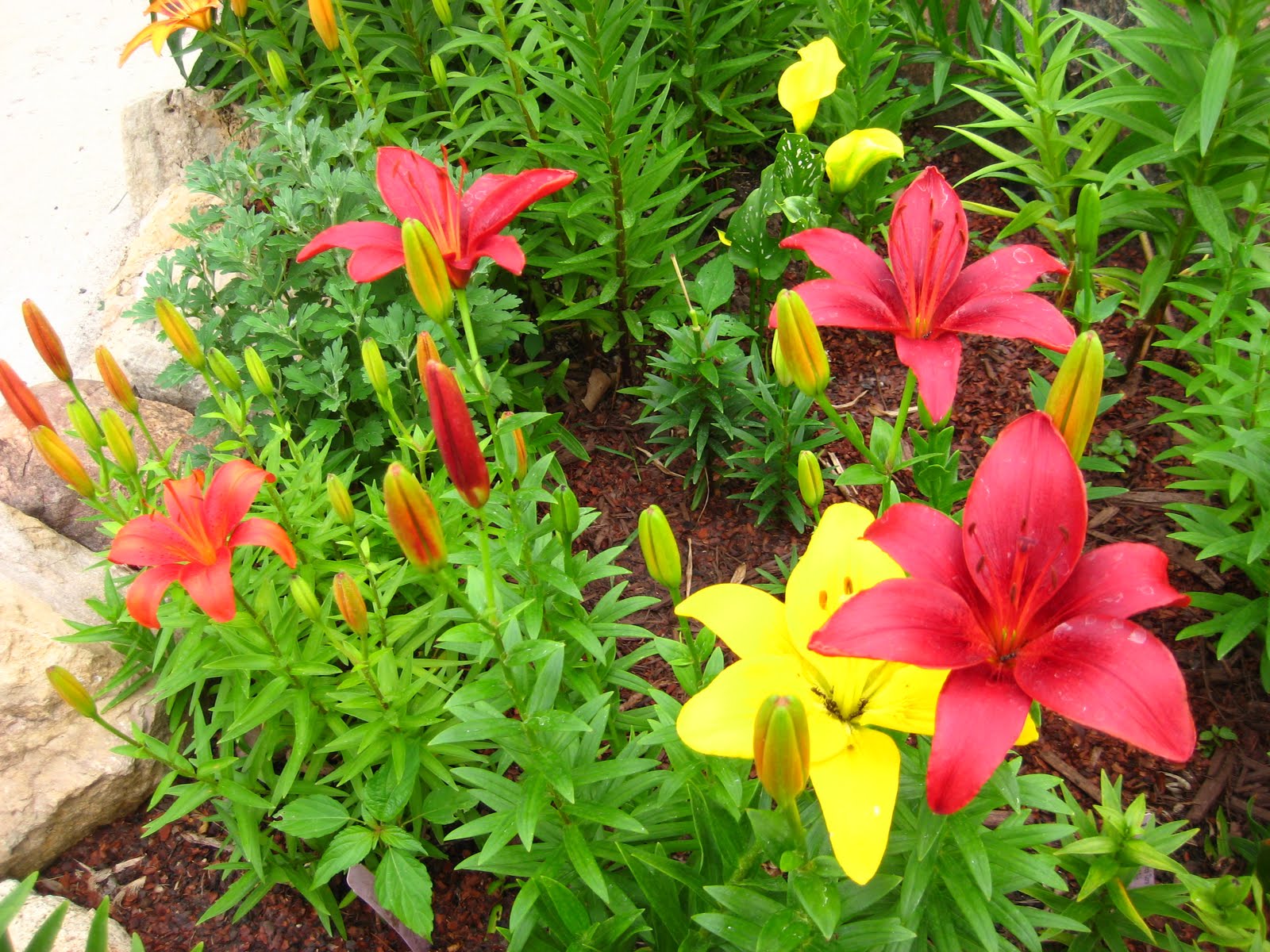 Lilies of the fields