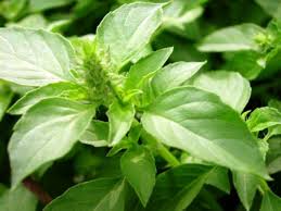 Inilah Obat Herbal untuk Diabetes Paling Manjur