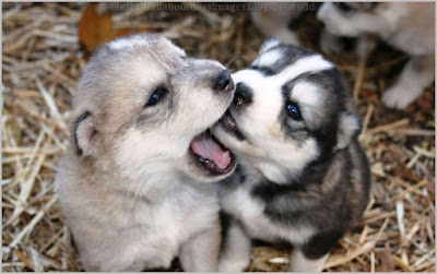 husky corgi mix puppies dogs