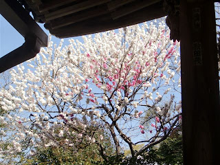 鎌倉の桃