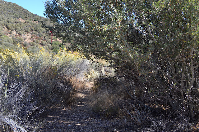 ceanothis with a trail flag