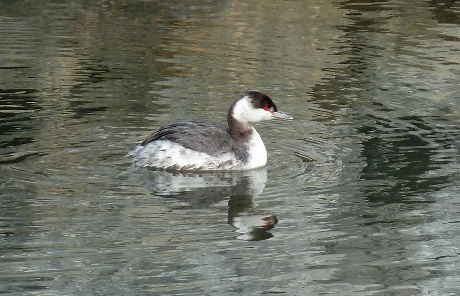 Grieve Bird Last Dance: Florida Panhandle - Miscellaneous Ramblings