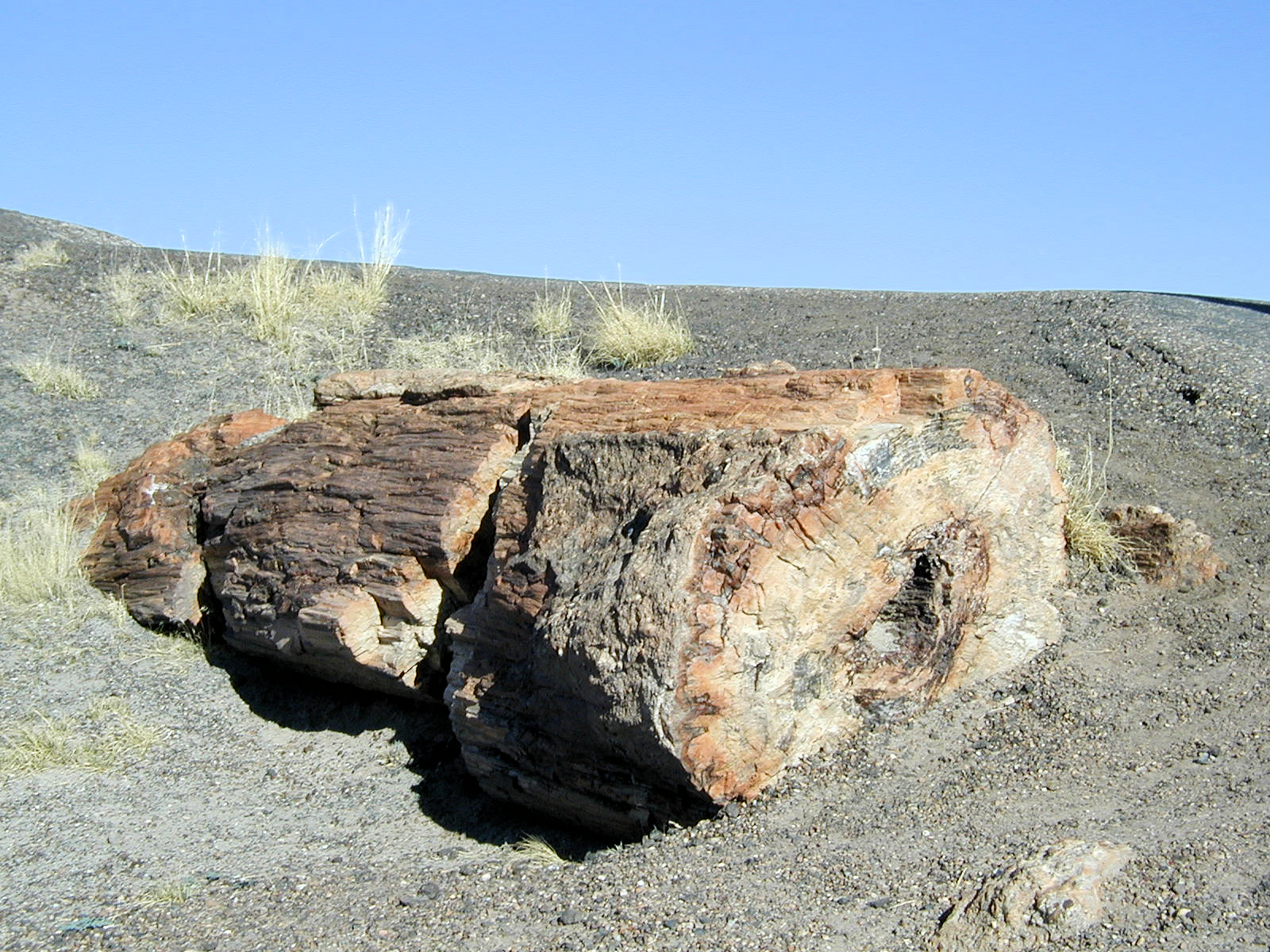 Petrified Log That Looks Like Real Wood