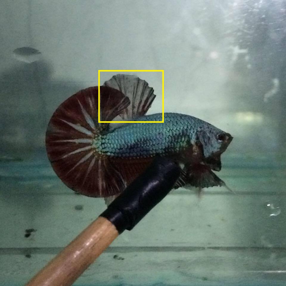 18+ Kepala Ikan Cupang Dolphin Background