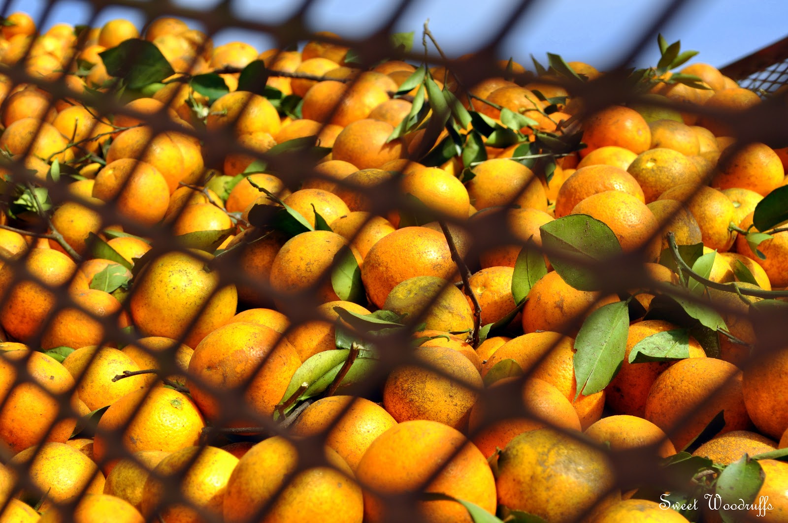 Sweet Woodruffs Florida Orange Harvest