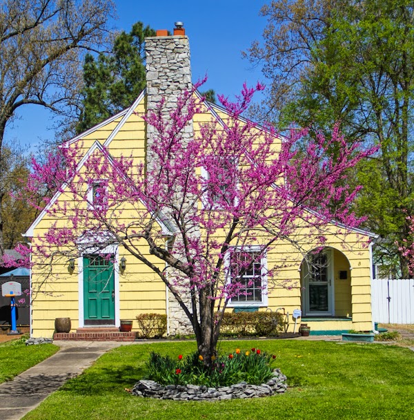 Mark D. McCoy Photography Dogwood Trail Paducah