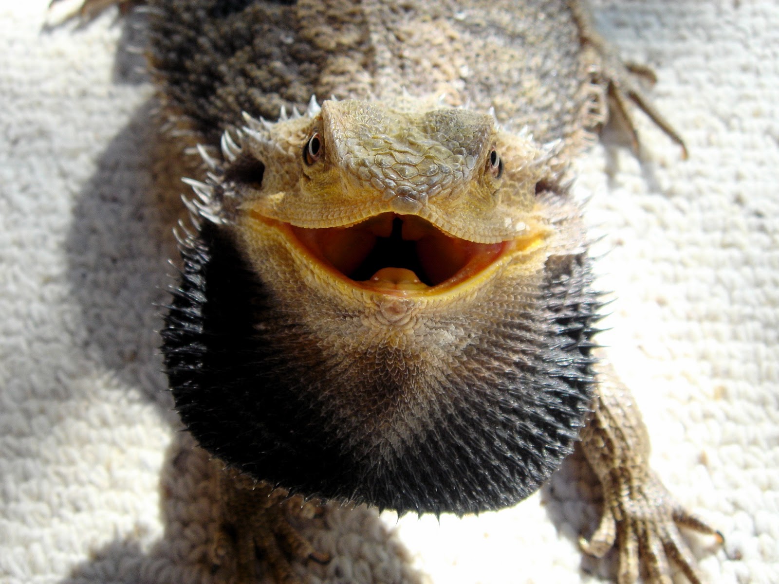 The Joys of Reptile Keeping and Awesome Reptiles: Bearded Dragons