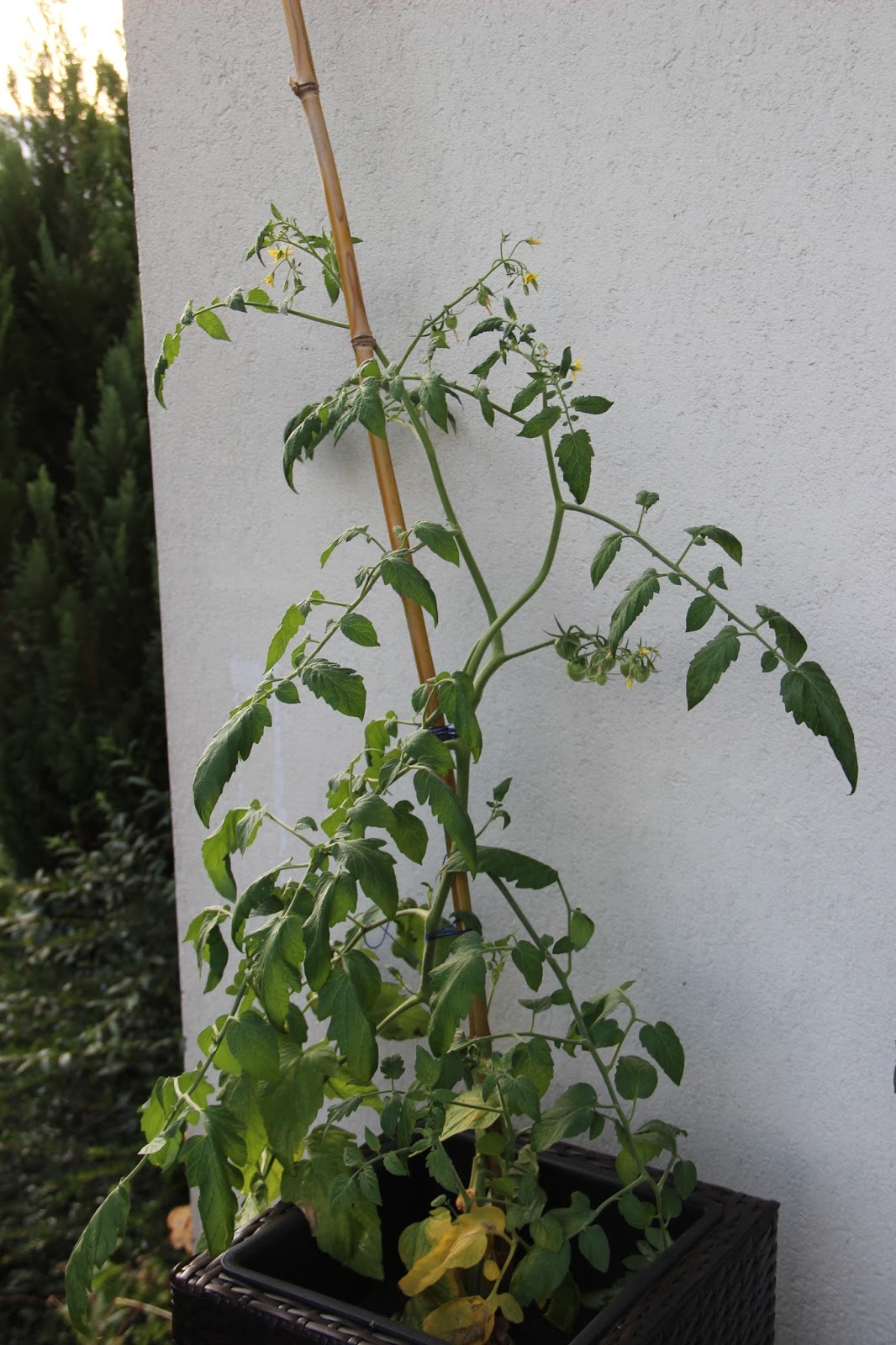 Neuigkeiten aus dem Auenland Unser MiniGemüsegarten