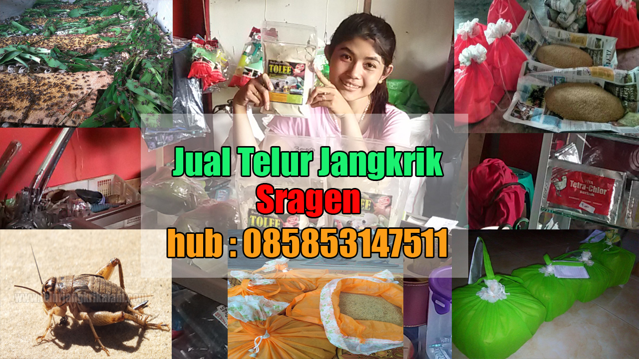 Jual Telur Jangkrik Sragen Hubungi 085853147511 Telur Jangkrik Alam