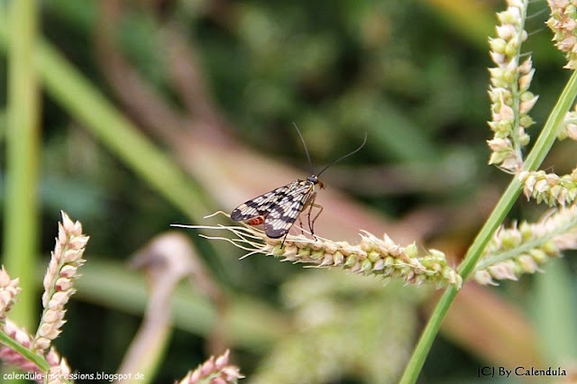 weibliche Skorpionsfliege, Panorpa communis