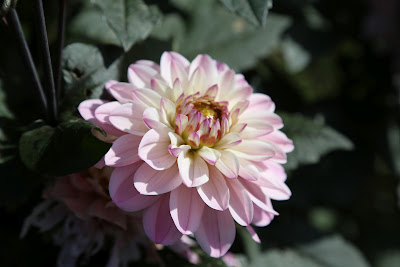  it cannot be dispensed with