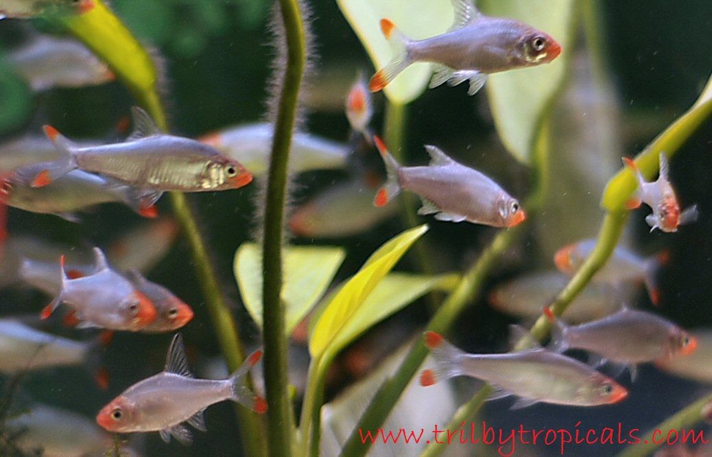 Gambar Dan Foto Kenali Profil Soaboa (Sawbwa resplendens) Dan Cara Merawatnya