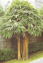 Bambu Kuning, Manfaat Bambu Kuning, Khasiat Bambu Kuning, Daun Bambu Kuning