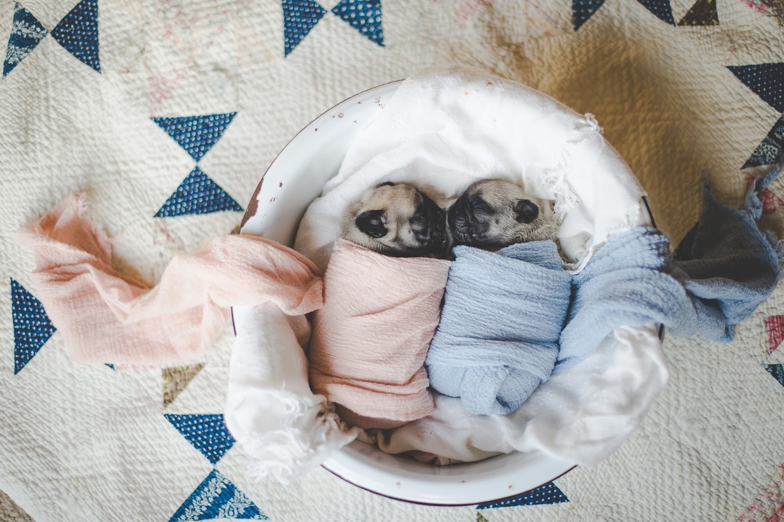 Daisy Baby Photography : Newborn Pug Puppies, Daisy Baby Photography