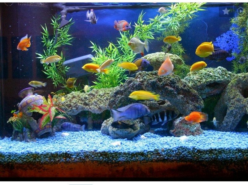 Unduh 430+ Background Aquarium Air Tawar Gratis Terbaik