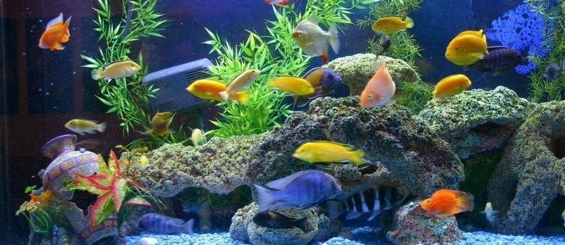 Cara Desain Hiasan Aquarium  Untuk  Ikan  Koki  yang Baik dan 