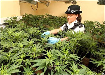 British cops growing marihuana? Yes they can!