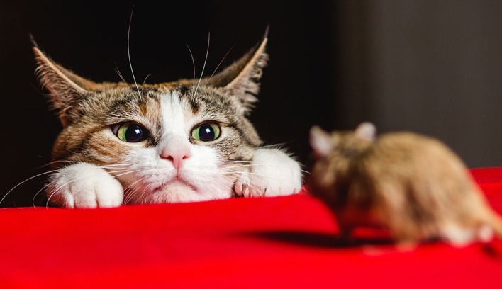 Kucing dan Tikus Kucing dan Tikus