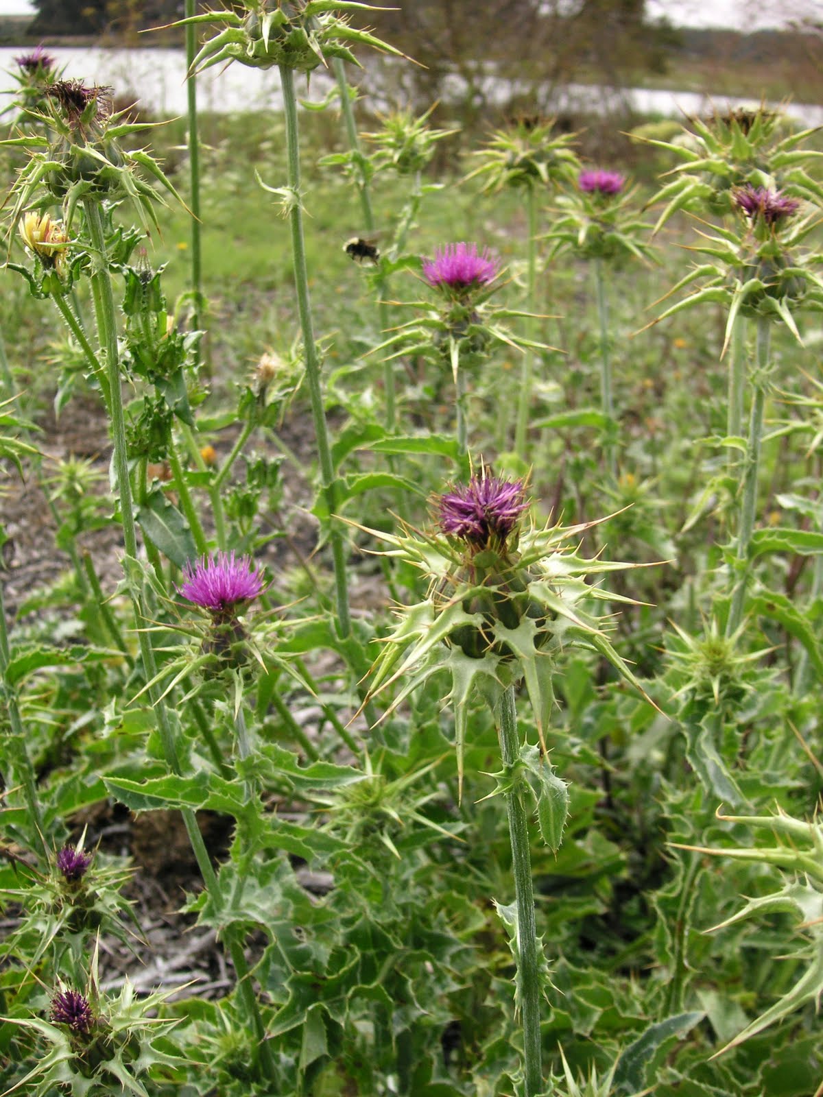 Nature ID bull and milk thistle 07/22/11 Elkhorn Slough