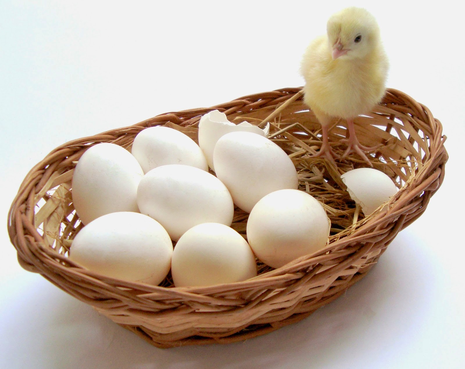 eggy in a basket eggy in a basket