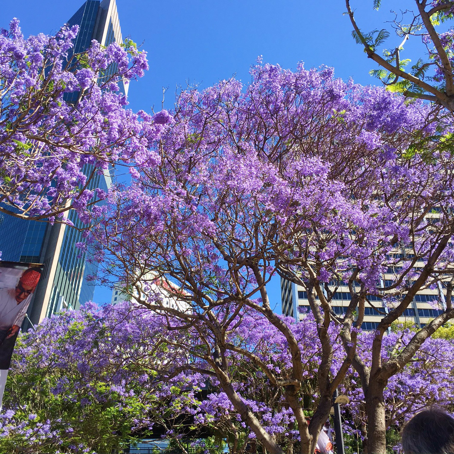 Cantiknya Musim Semi di Sydney Geret Koper