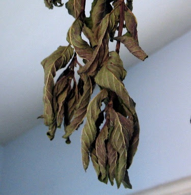 dried spearmint