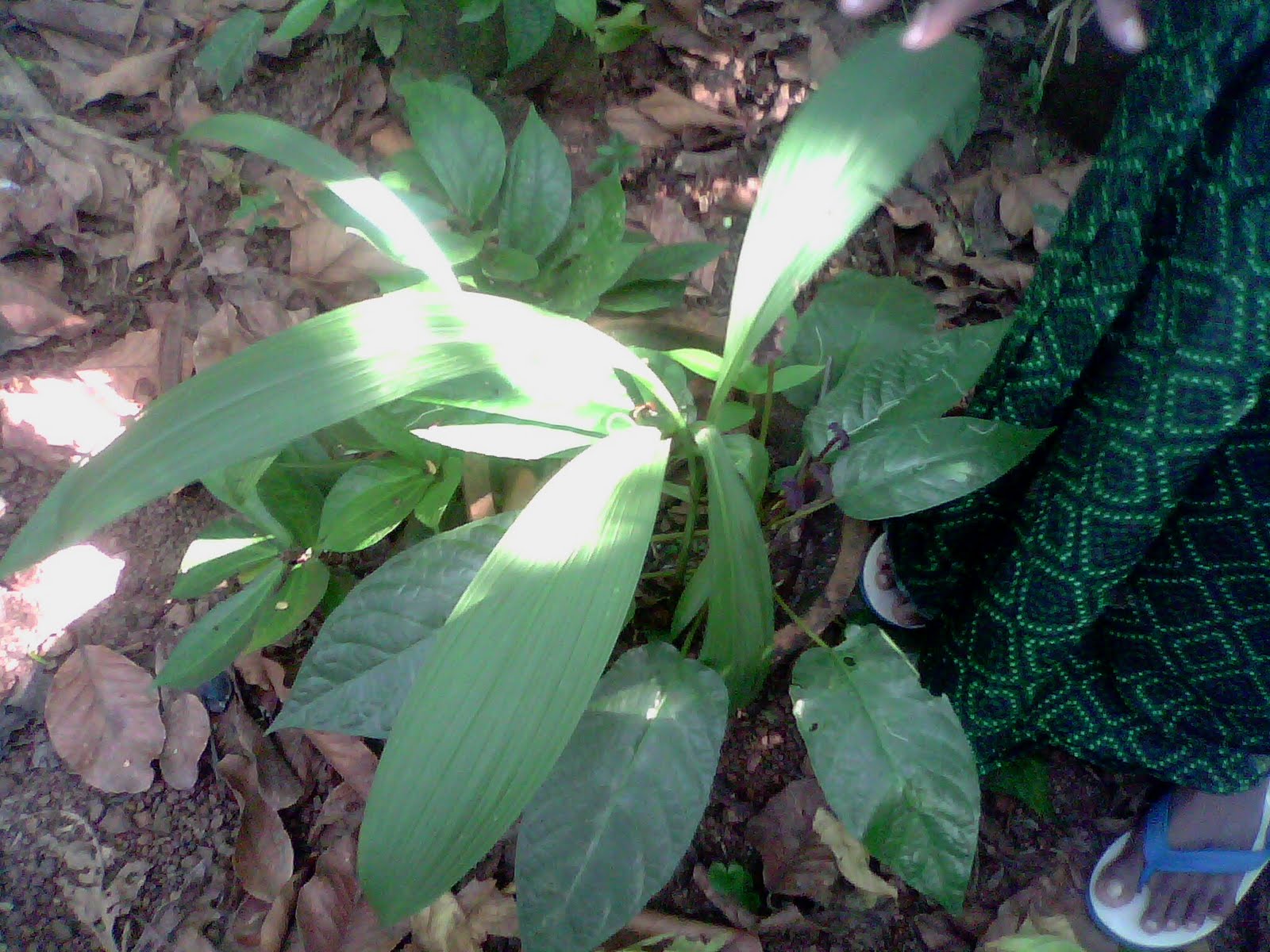 Rare Ayurvedic Plants very rare plants