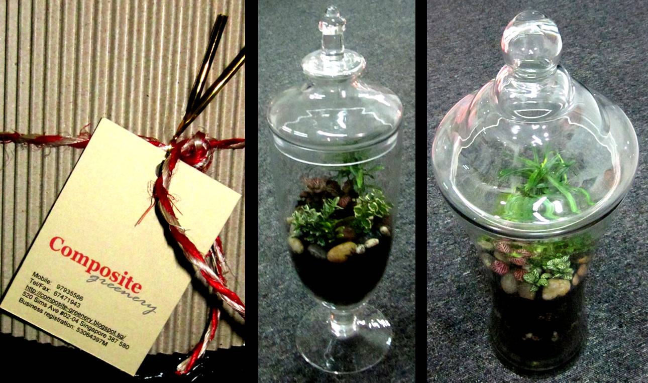 Creating and Designing Potted Plants, Terrariums and Miniplantscapes