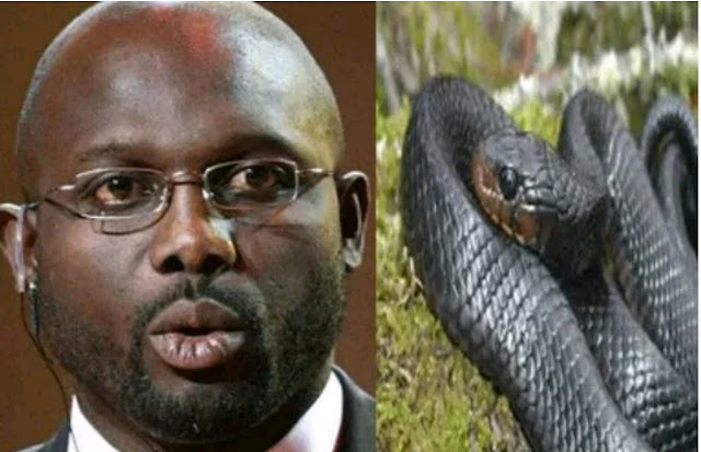 Snakes force Liberian President George Weah out of office Snakes force Liberian President George Weah out of office