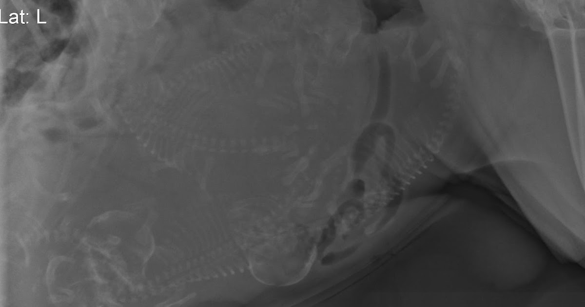 Veterinary Key Points Anesthesia for Cesarian Section in Dogs and Cats