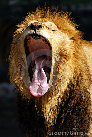 Lions Mouth Open 52