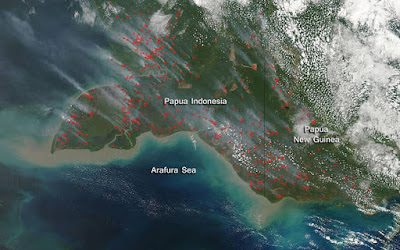 Permohonan agar Jokowi Segera Menyelamatkan Eksplorasi Liar di Hutan Papua